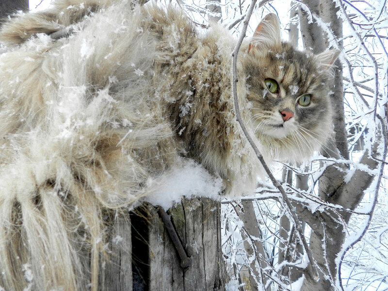 Тепло снежок. Кошки зимой. Пушистая зима. Снежный кот. Котик на морозе.